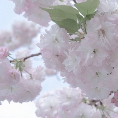 Furry角色比例设计兽圈社群